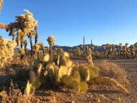 Tucson Arizona Cactus