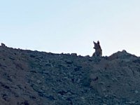 canal coyote