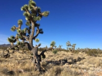Searchlight, Nevada Joshua Tree