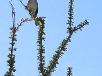 030626w_borreg-6305