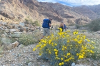 desert wildflowers