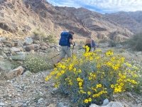 desert wildflowers