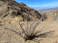 ocotillo on 3 crosses hike