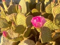 desert cactus