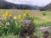 Wild Dafodils - Westfir, Oregon