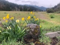 Wild Dafodils - Westfir, Oregon