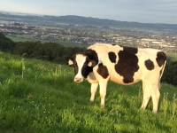 Taylor Mountain Cow Grazing, Santa Rosa CA