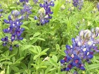 Luckenbach, Texas Blue Bonnet Wildflowers