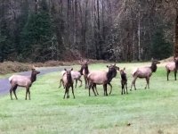 Morning Elk in Westfir, Oregon
