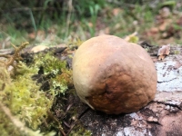 Westfir Oregon Forest Mushrooms