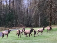 Morning Elk in Westfir, Oregon