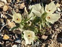 desert wildflower