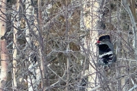 Willow Ptarmigan