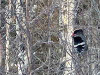 Willow Ptarmigan