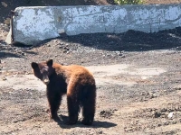 Mount Shasta Boondocking Bear