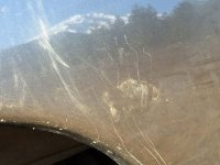 Mount Shasta Boondocking Bear