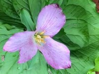 Westfir Oregon Forest Wildflowers