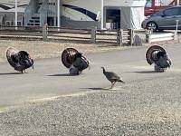 sutherlin turkeys
