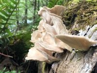 Westfir Oregon Forest Mushrooms