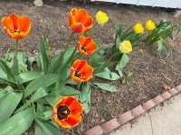 Tulips Blooming