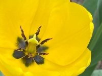 Blooming Tulip