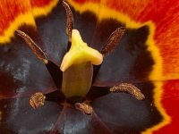 050721w_laporteBlooming Tulip 8791
