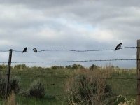 Fence Birds Saratoga, Wyoming