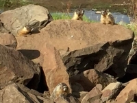 Quincy Lakes Marmot Family