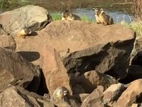 Quincy Lakes Marmot Family