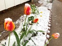 Snow on Tulips