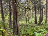 rain forest