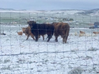 Rawlins Wyoming Woolly Bully in Snow