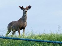 Poudre River Trail Deer