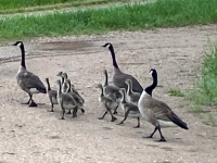 Watson Lake Goslings