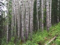 Tumbler Ridge Point Trail Birch Grove