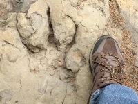 Flatbed Pool Dinosaur Tracks, Tumbler Ridge BC