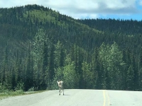 Caribou on Alcan Highway 97 at Stone Mountain Summit
