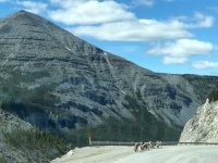 Stone Sheep on Alcan Highway 97 at Stone Mountain Summit