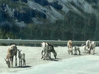 Stone Sheep on Alcan Highway 97 at Stone Mountain Summit