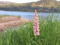 Faquier, BC Wildflower at Arrow Lake