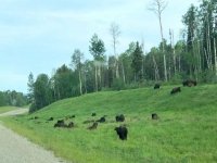 Alaska Highway Wood Bison