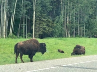 Alaska Highway Wood Bison