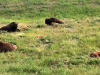 Alaska Highway Wood Bison