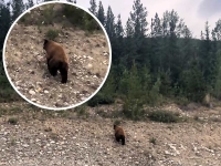 Alaska Highway Bear Sighting