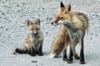 Willow Fox Pack