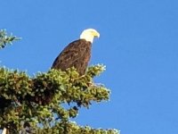 Yukon River Bridge Bald Eagle