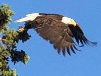 Yukon River Bridge Bald Eagle