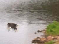 Crystal Lakes Bald Eagle