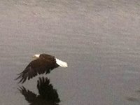 Crystal Lakes Bald Eagle