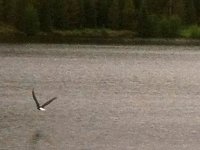 Crystal Lakes Bald Eagle